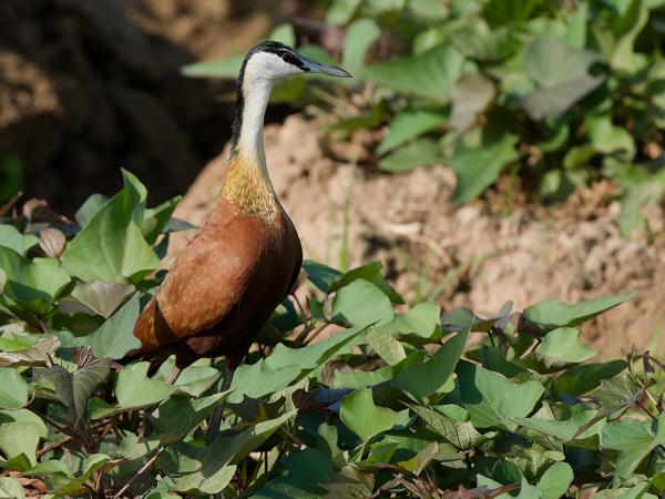 <h3><a href="/trips/gambia/biota/animalia/chordata/aves/024 charadriiformes/012 jacanidae/actophilornis africanus/actophilornis africanus-nl.html">Actophilornis&nbsp;africanus</a> / African&nbsp;jacana / Lelieloper</h3>OM-1 Mark II met OLYMPUS M.150-400mm F4.5, 1/2500 sec  bij F7.1, ISO 1250, afstand 16.0&nbsp;m